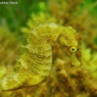 Caballito de mar moteado (Hippocampus guttulatus) Murcia