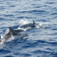 Delfín listado (Stenella coeruleoalba)