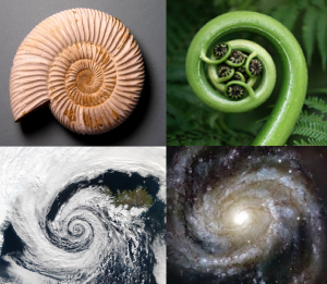 La concha de un ammonites, el brote de un helecho, una tormenta, nuestra galaxia.